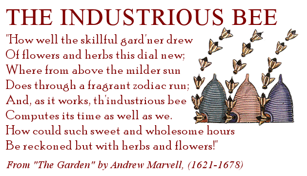 The Industrious Bee