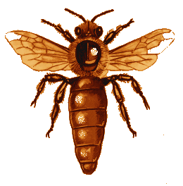 An Industrious Bee