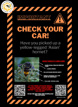 Yellow-legged Asian hornet