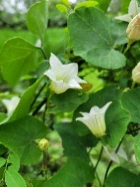Ivy flowers and leaves