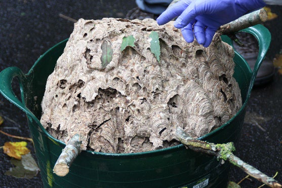 Oldham nest destruction