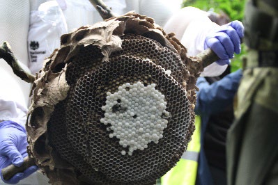 Oldham nest