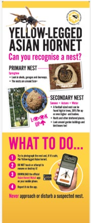 Yellow-legged Asian Hornet awareness poster